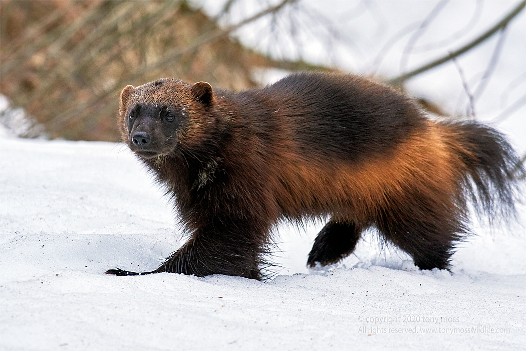 Eurasian Wolverine - Finlands Predators - Tony Moss Wildlife Photographer