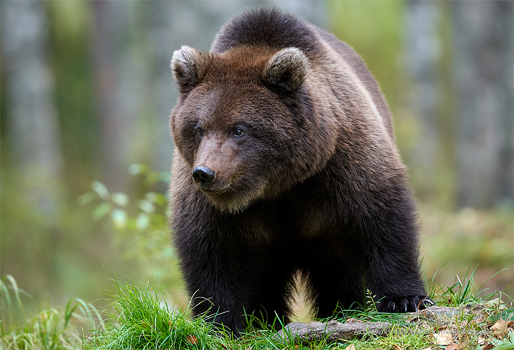 Eurasian Brown Bear - Tony Moss Wildlife Photographer