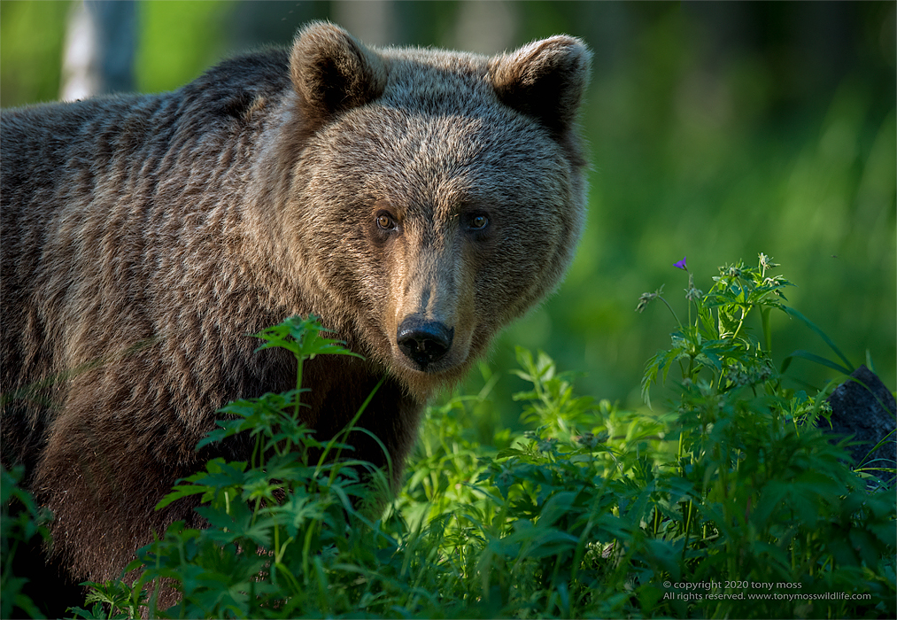 Eurasian Brown Bear in the Taiga forest - Tony Moss Wildlife Photographer