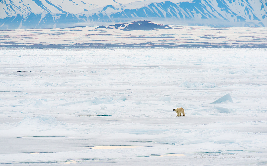 polar bear, fast-ice, arctic.