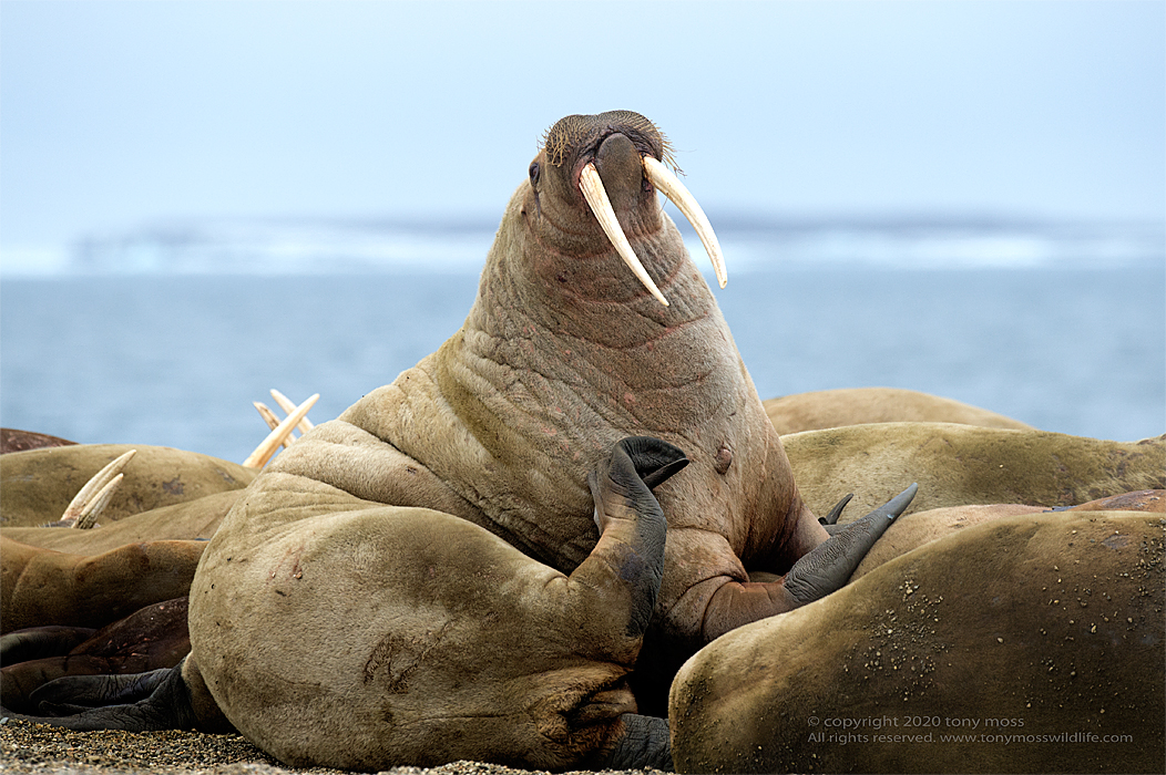 Atlantic Walrus - Tony Moss Wildlife Photographer