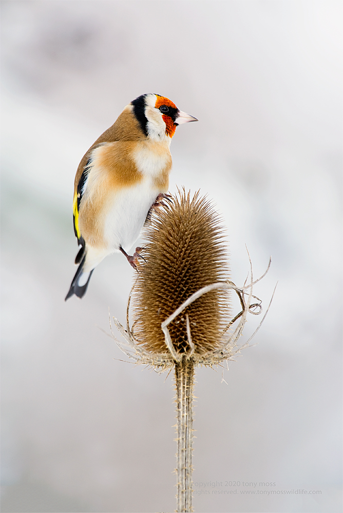 Goldfinch on Teasel - Tony Moss Wildlife Photographer