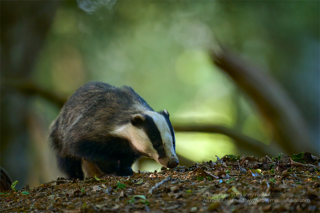 New Forest Badger in woodland - Tony Moss Wildlife Photographer